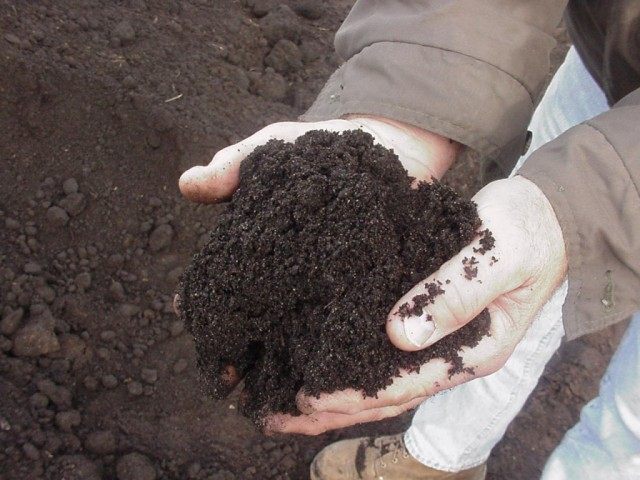 Вермикомпостирование как способ создания органического удобрения