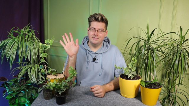 Схема расположения растений при вертикальном озеленении