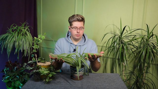 Хлорофитум в интерьерном фитомодуле