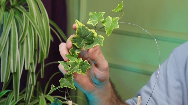 Плющ, оплетающий вертикальную опору