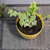 Аккуратная пересадка плюща методом перевалки