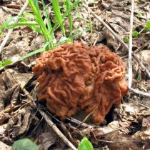 Алып морель (Gyromitra gigas)