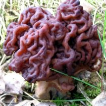 Кәдімгі морель (Gyromitra esculenta)