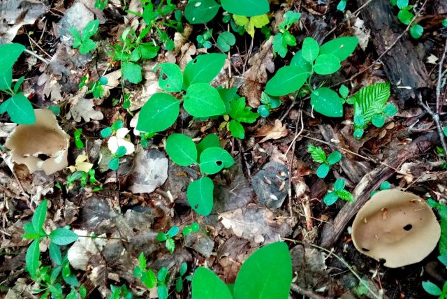 Discina ancilis