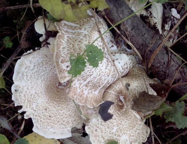 Жолбарыс жапырағы (Lentinus tigrinus)
