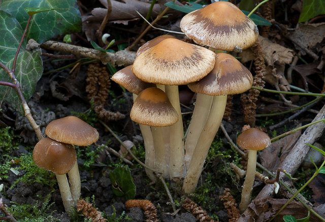 Psathyrella spadiceogrisea