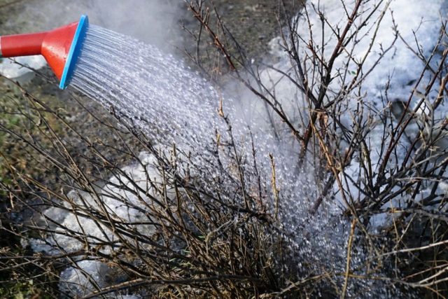 Пролив кустов смородины горячей водой для уничтожения вредителей