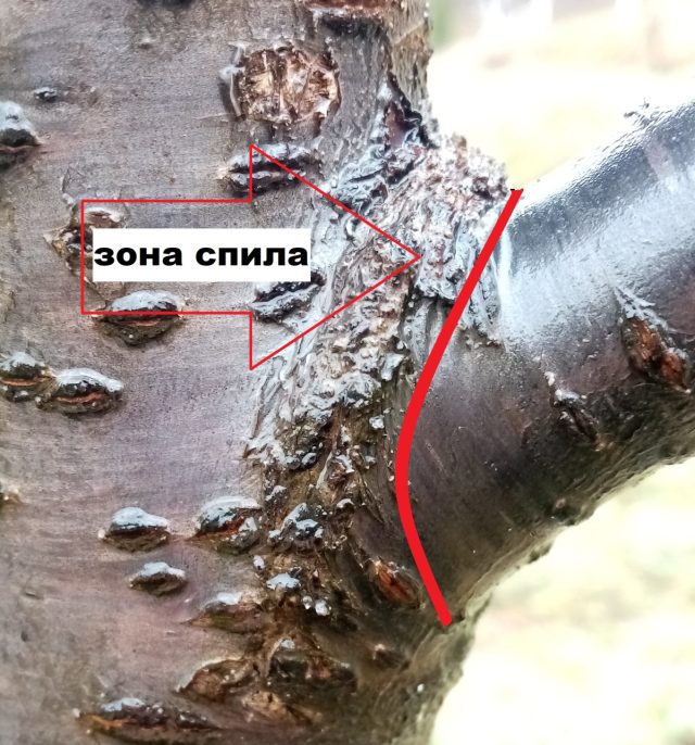 Спил выполняется по внешнему краю наплыва Спил выполняется по внешнему краю наплыва