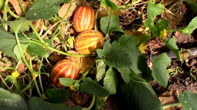Вьетнамская дыня (Cucumis melo var. Saccharinus)