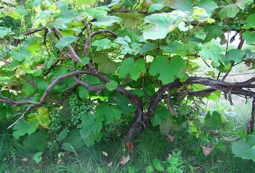 Взрослый куст винограда на шпалере