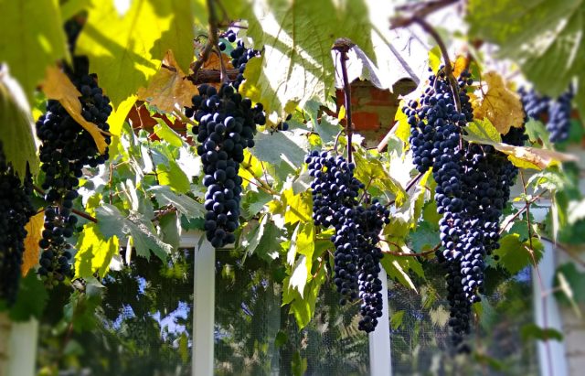 Mukuzani uzumlari: ajoyib sharob va bezak navi