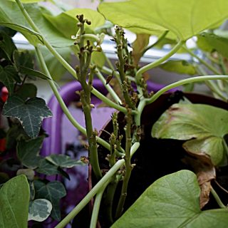 Молодые побеги с укороченными междоузлиями и мелкой корявой листвой, точки роста отмирают, растение полностью остановилось в росте