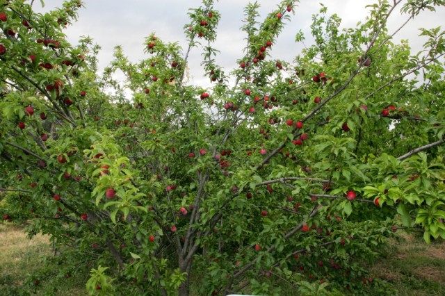 Плодоношение сливы домашней