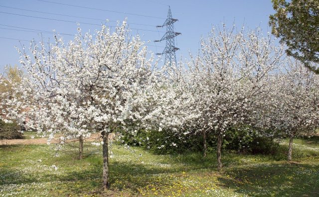 Вишня обыкновенная, или кислая (Prunus cerasus) исключительно культурное растение