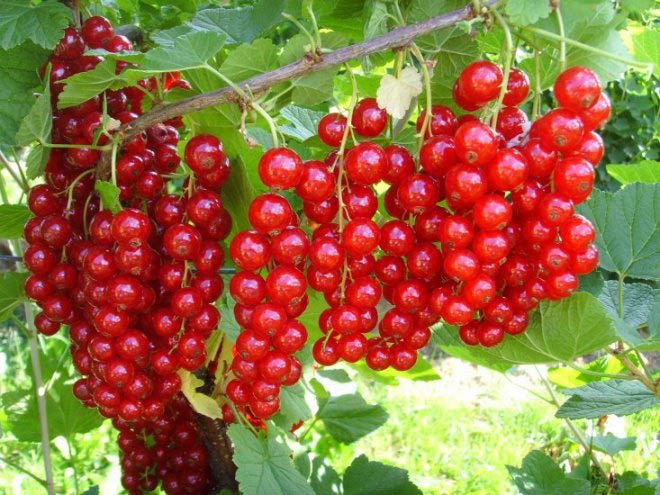 цветение смородины весной