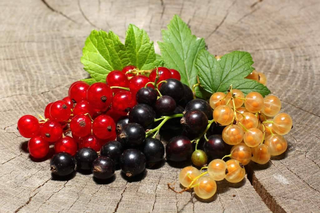 черенкование смородины