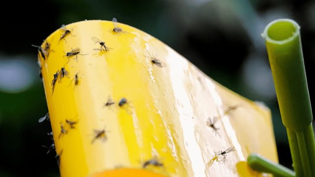 Народные способы борьбы с мошками