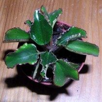 Peperomia macrothyrsa крупным планом