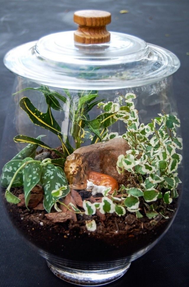 Компактный сорт кротона