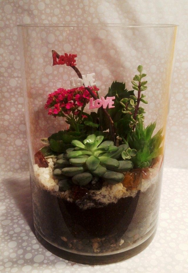 Декоративное каланхоэ