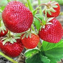 Земляника ананасная, или земляника садовая (Fragaria × ananassa) «Зенга Зенгана»