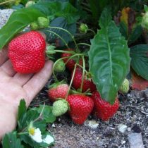Земляника ананасная, или земляника садовая (Fragaria × ananassa) «Королева Елизавета II»