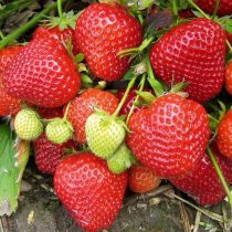 Земляника ананасная, или земляника садовая (Fragaria × ananassa) «Редгонтлид»