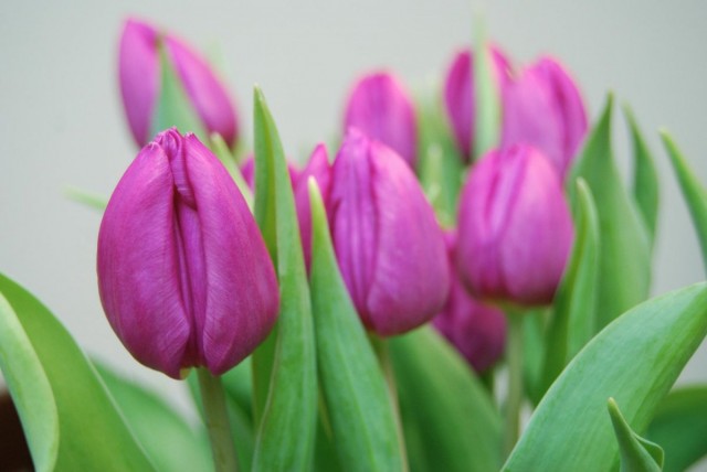 Как вырастить тюльпаны в зимний период