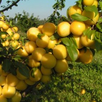 Шие алхоры сорты Злато Скитов Шие алхоры сорты Злато Скитов