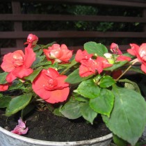 Бальзамин Athena Red Классический красный бальзамин Athena Red