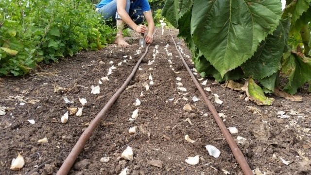 Процесс высадки зубков чеснока в бороздки
