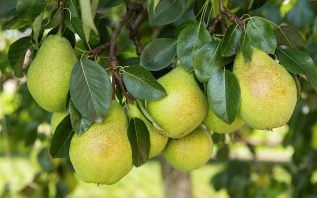 Правила посадки и обрезки груши для получения стабильного урожая плодов