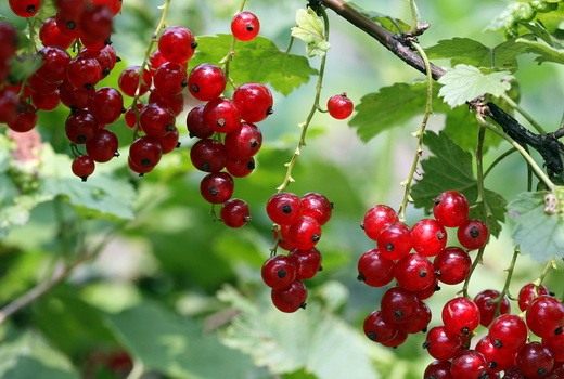 Правила выращивания красной и белой смородины для получения урожая до 10 кг