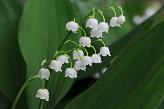 Ландыш майский (Convallaria majalis) Ландыш майский (Convallaria majalis)