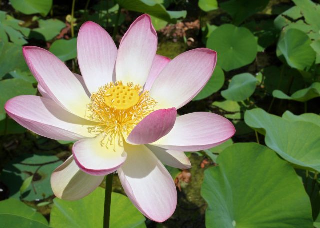Konteyner bog'ida Nelumbo nucifera guli