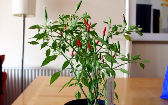 Перец чили в горшечной культуре на подоконнике