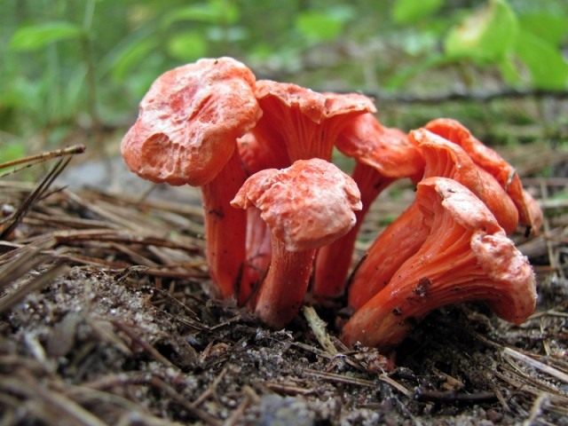 Лисичка киноварно-красная в лесной подстилке