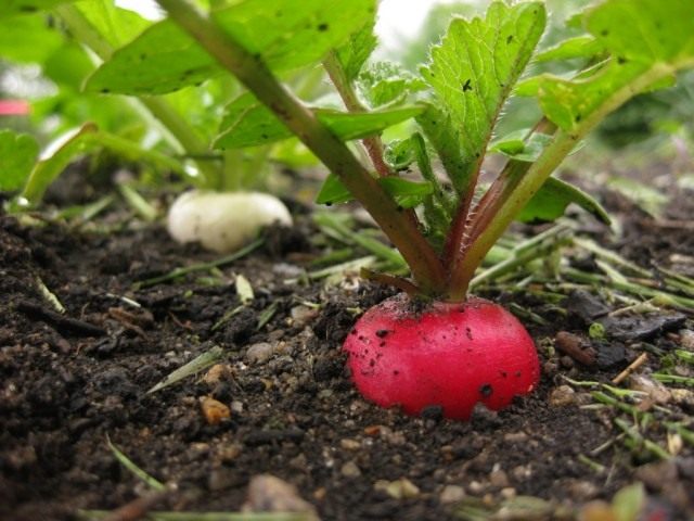 Свежий урожай редиса на грядке