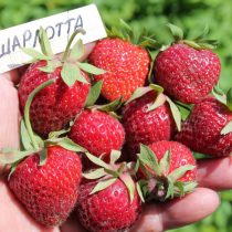 Земляника садовая «Шарлотта»
