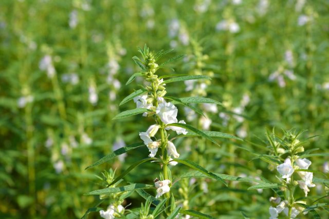 Күнжіт (Sesamum) - Pedaliaceae тұқымдасына жататын және Африка мен Үндістанда өсетін тропикалық көпжылдық өсімдік.