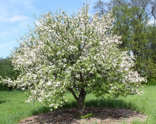 Яблоня (Malus) и основы питания