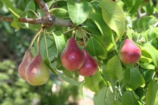 Груши (Pears) на участке