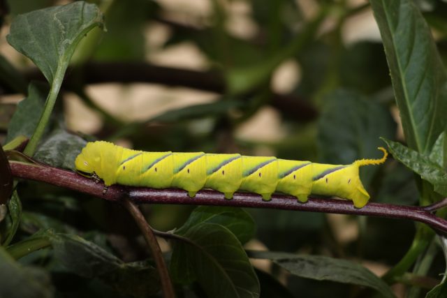 Гусеница сиреневого бражника (Sphinx ligustri)
