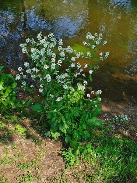Листья и корень хрена