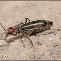 Нарывника красноголовый, или красноголовая шпанка (Epicauta erythrocephala) Нарывника красноголовый, или красноголовая шпанка (Epicauta erythrocephala)