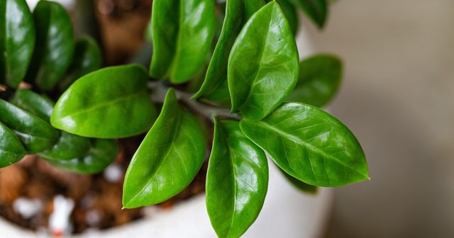 Zamioculcasning aralash-pinnate bargining tuzilishi