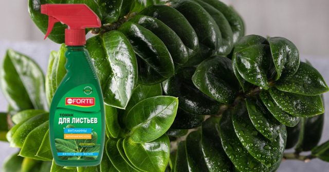 Zamioculcas barglariga g'amxo'rlik qilish