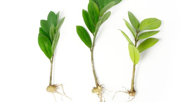 Zamioculcas so'qmoqlarini ildiz otish uchun tayyorlash