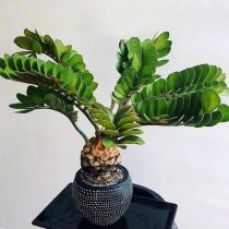 Замия шершавая (Zamia furfuracea) Замия шершавая с плотными кожистыми листьями