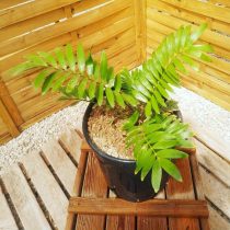 Замия карликовая (Zamia pygmaea) Компактная замия карликовая